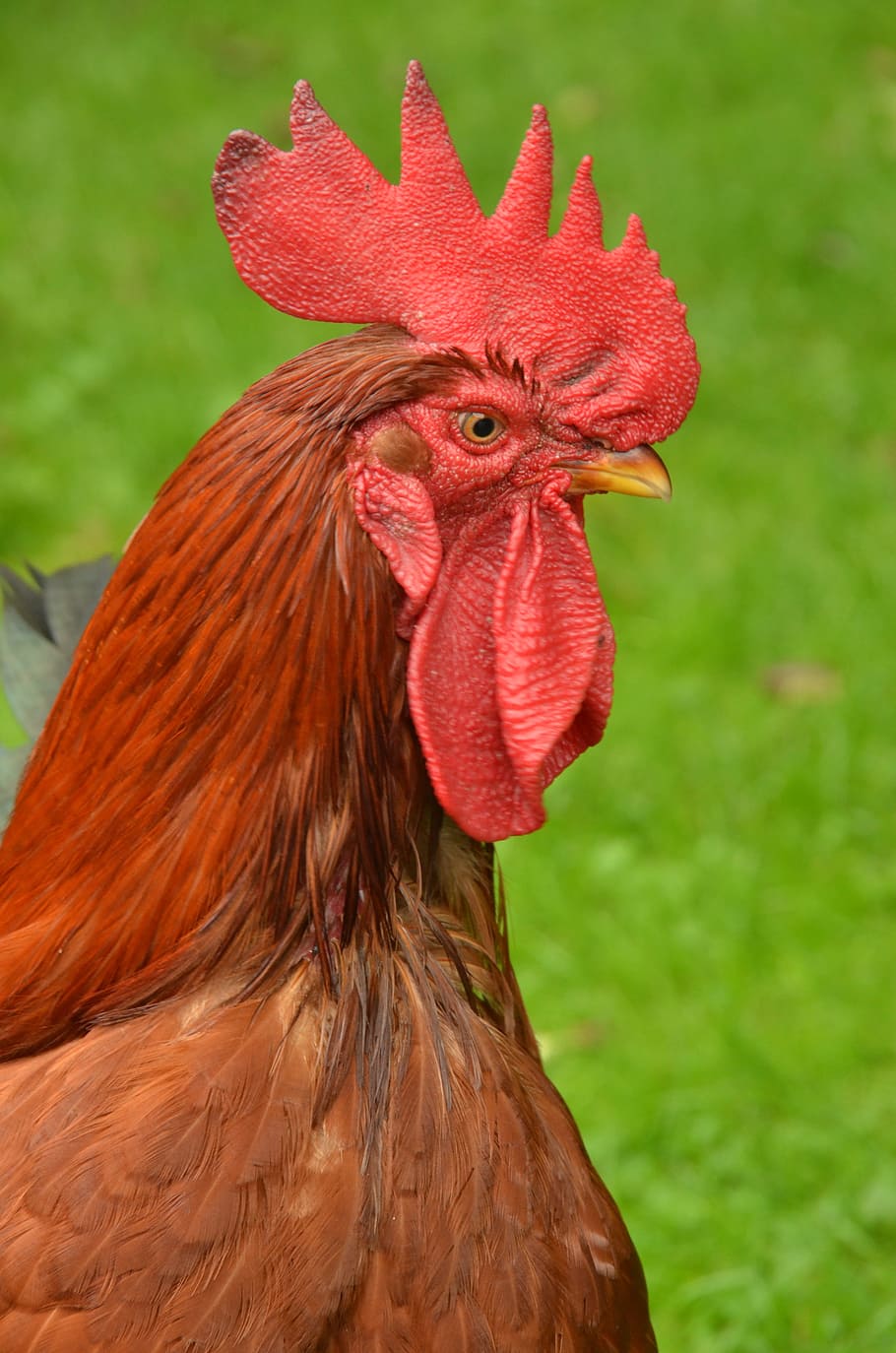 bird, haan, poultry, comb, mohawk, lobe, arouse, farm, animal themes HD wallpaper
