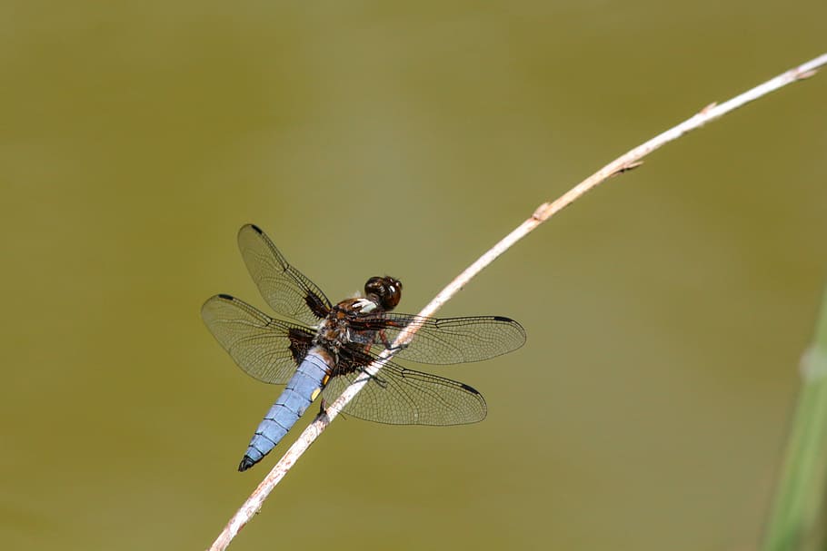dragonfly, flat belly dragonfly, insect, close, flight insect HD wallpaper