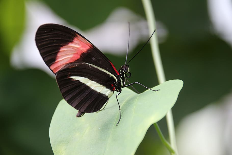 butterfly, black, insect, morphos, invertebrate, animal themes HD wallpaper