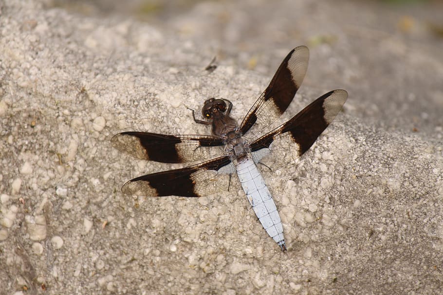 dragonfly, insect, nature, bug, wing, one animal, animal themes HD wallpaper