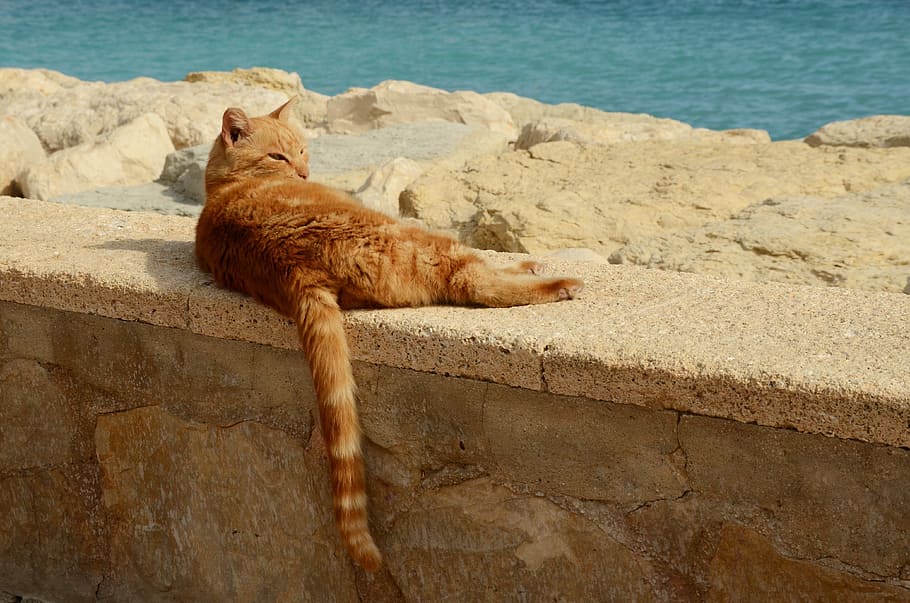 Cat, Pet, Lazy, Sun, Rest, red, are, wall, coast, water, relax, HD wallpaper
