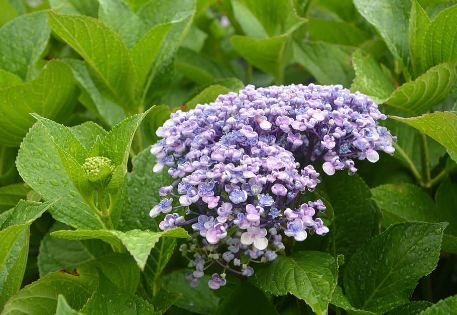 hydrangea, blue, flower, brittany, petals, flowering, botany HD wallpaper