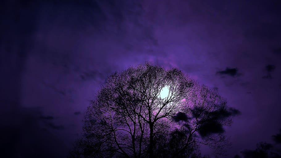 tree, night, nature, landscape, plant, sky, beauty in nature HD wallpaper