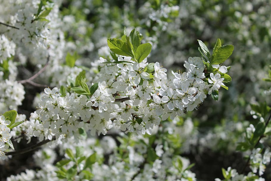 spring, bloom, nature, flowers, handsomely, plant, beautiful HD wallpaper