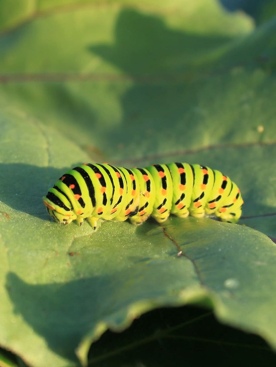 Caterpillar, Green, Leaf, Lepidoptera, papilionidae, swallowtail HD wallpaper