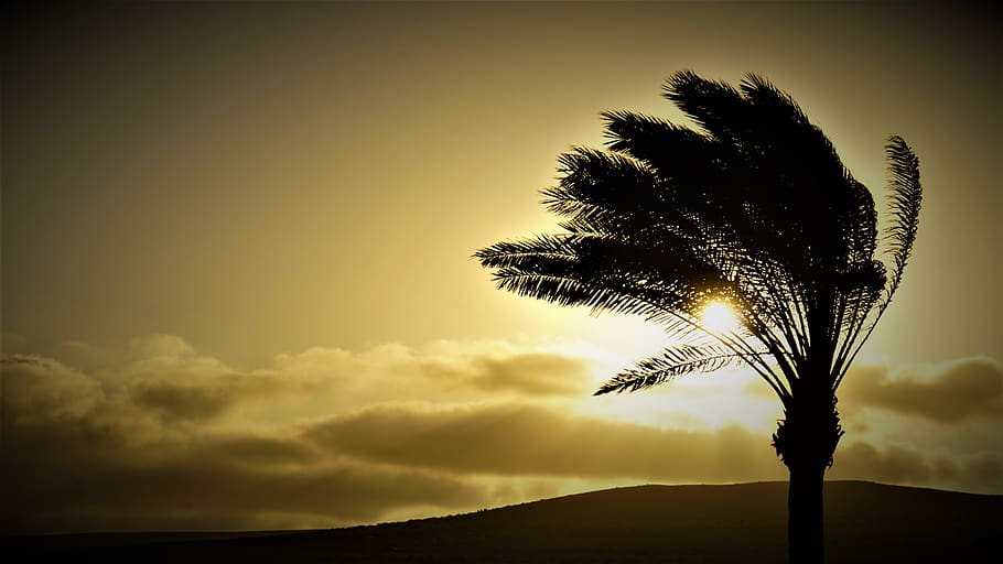 palm, sunset, fuerteventura, vacations, travel, sky, abendstimmung, HD wallpaper