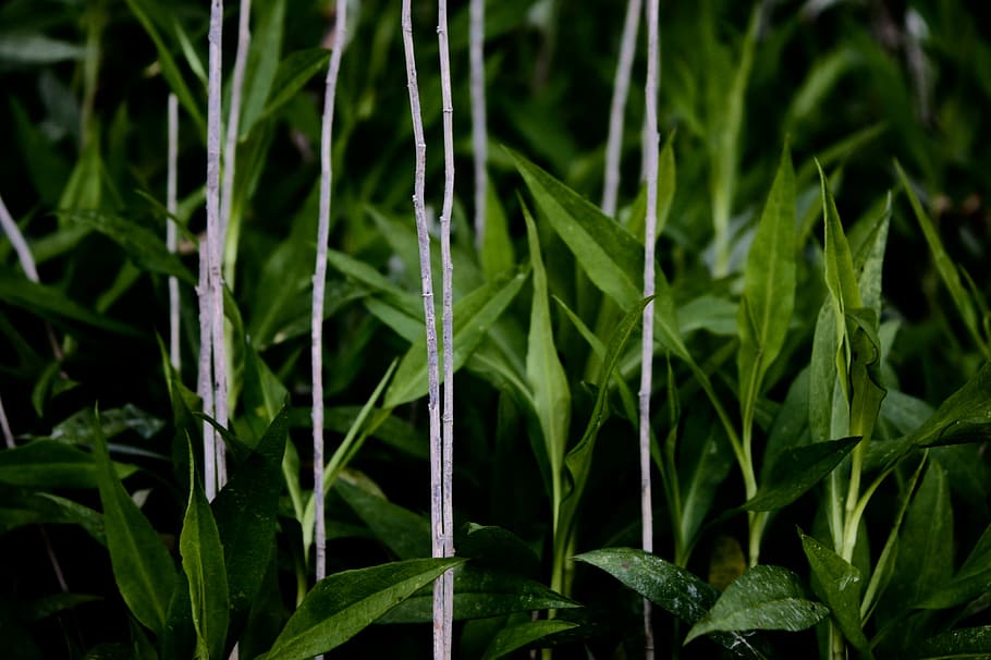 green leaf plants, leafe, stalk, branch, bamboo, grass, growth HD wallpaper