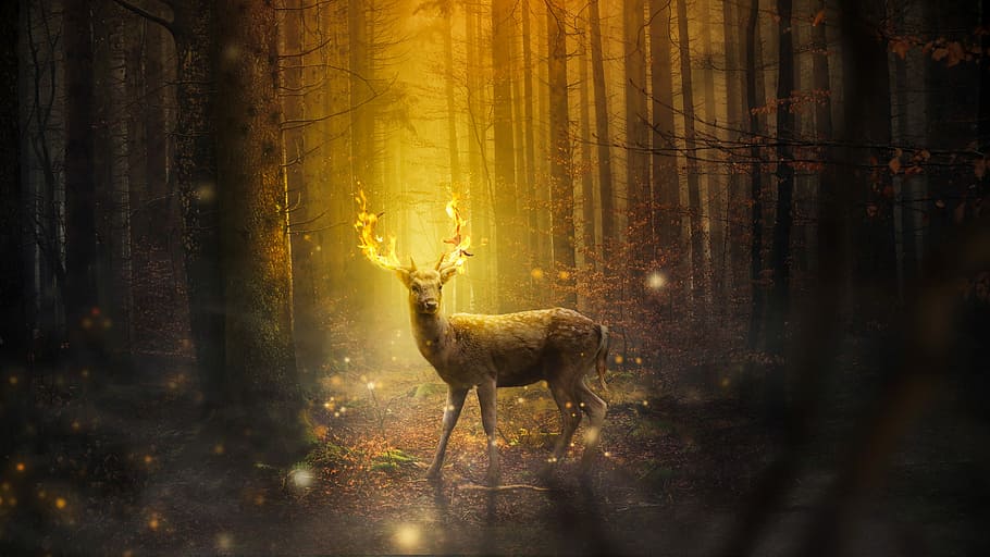photo of deer buck under sunray, fantasy, mammal, forest, nature HD wallpaper