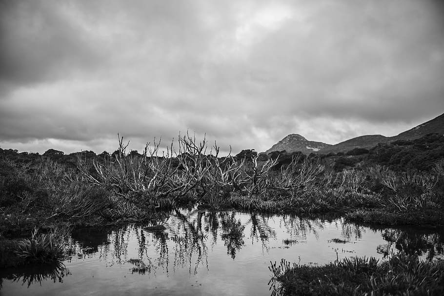 landscape, mountains, nature, water, black and white, branches HD wallpaper