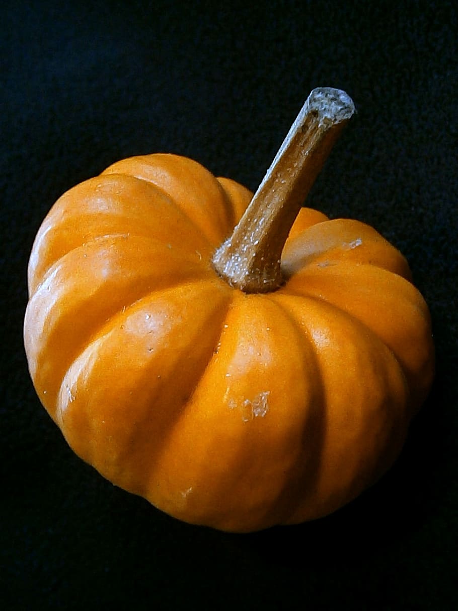 Pumpkin, Gourd, Miniature, miniature pumpkin, decorative, ribbed, HD wallpaper