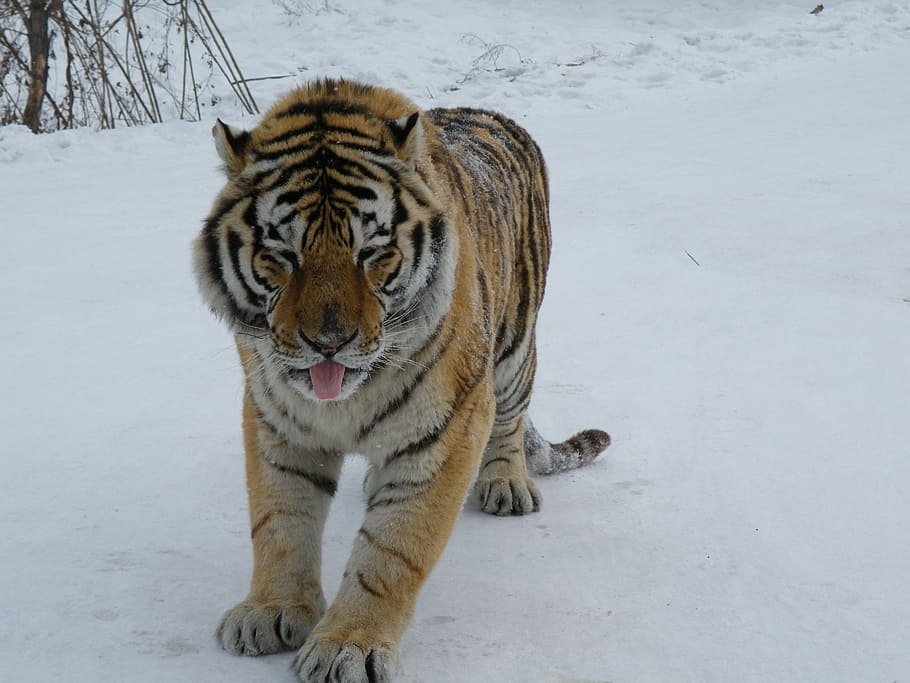 Siberian Tiger, Harbin, Winter, Snow, cat, one animal, cold temperature HD wallpaper