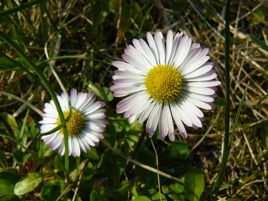 spring, daisies, nature, flower, daisy, grass, meadow, the delicacy HD wallpaper