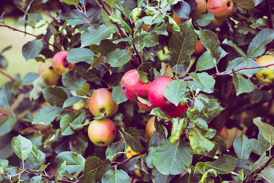 tree, plant, nature, fruit, red, apple, food, fresh, farm, leaf HD wallpaper