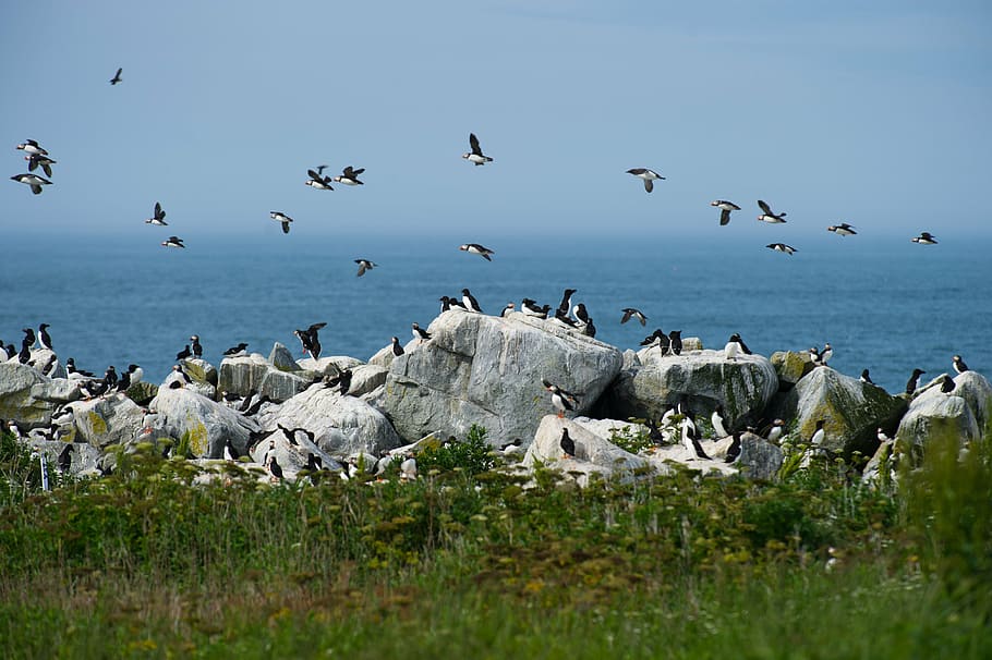 puffins flying over rocks, bird, beak, feather, animal, dom HD wallpaper