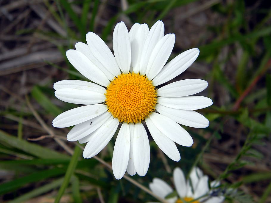 Daisy, Flower, Chamomile, Petals, summer, white flowers, bloom HD wallpaper