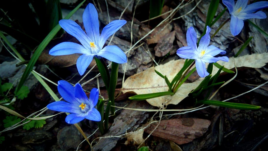 purple, blue, nature, spring, flower, flower garden, spring flower HD wallpaper