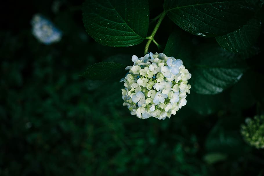selective focus photography of white petaled flowers, close up photography of white flowers HD wallpaper