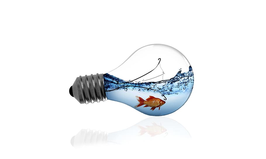 orange goldfish in bulb illustration, fish in a bulb, studio shot HD wallpaper