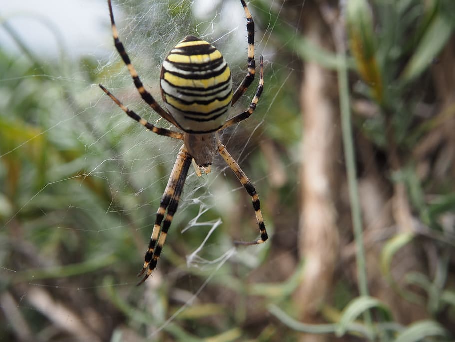 spider, wasp spider, garden, network, nature, cobweb, animal HD wallpaper