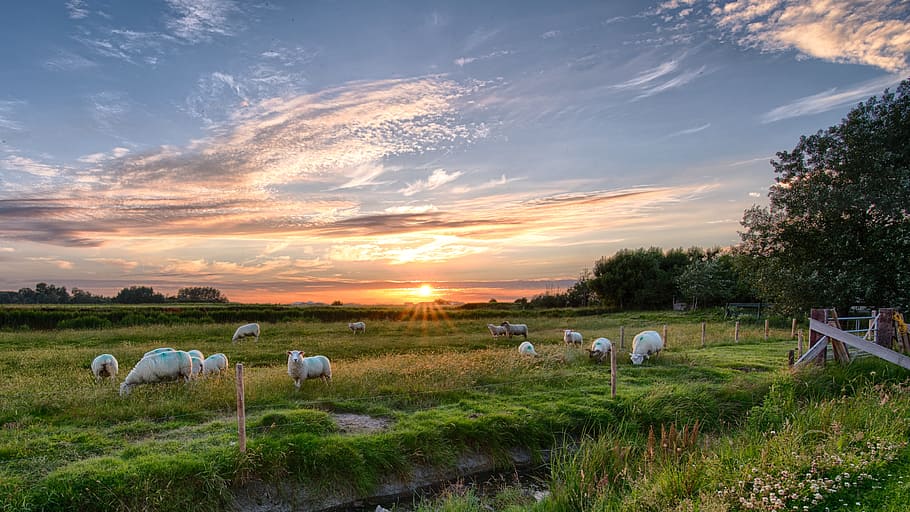 white animals on green grass field under sunset, Pellworm, Sheep, HD wallpaper