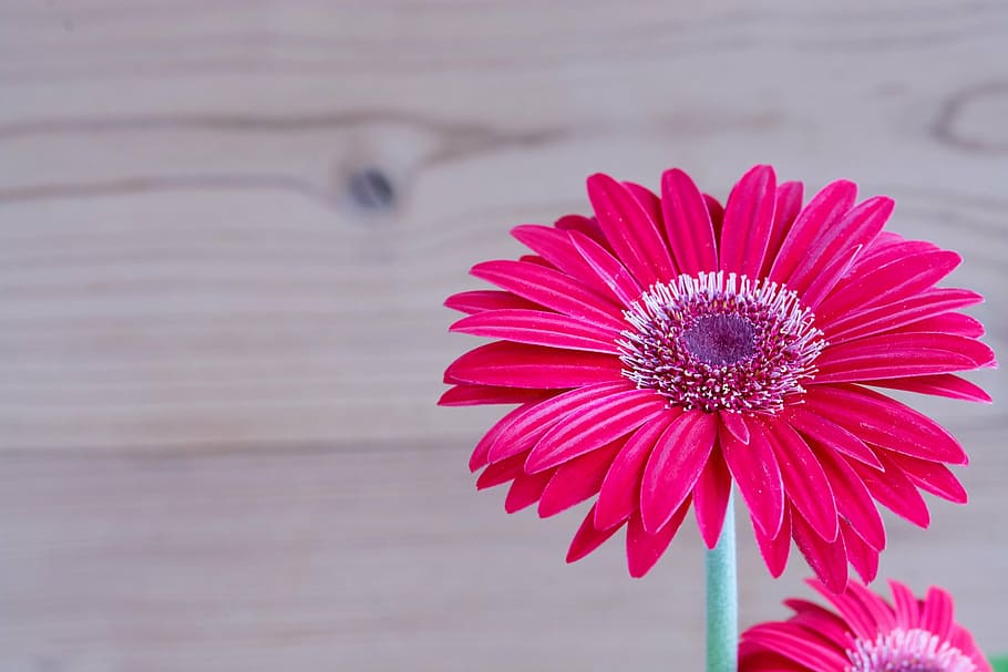 closeup photo of re sunflwoer, gerbera, flower, blossom, bloom HD wallpaper