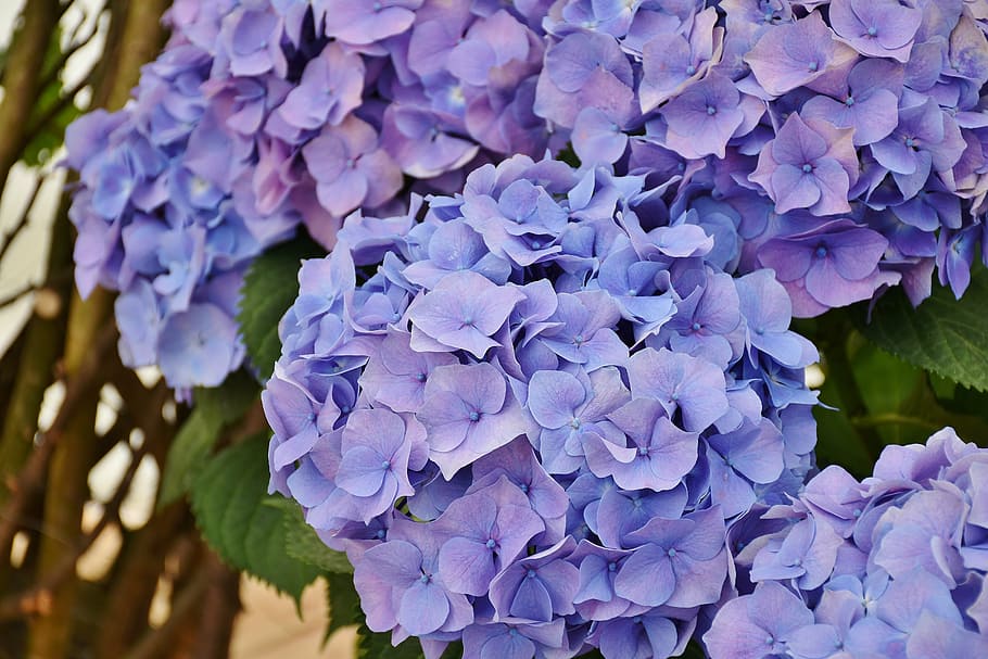 close-up photo of purple petaled flowers in bloom, hydrangeas HD wallpaper