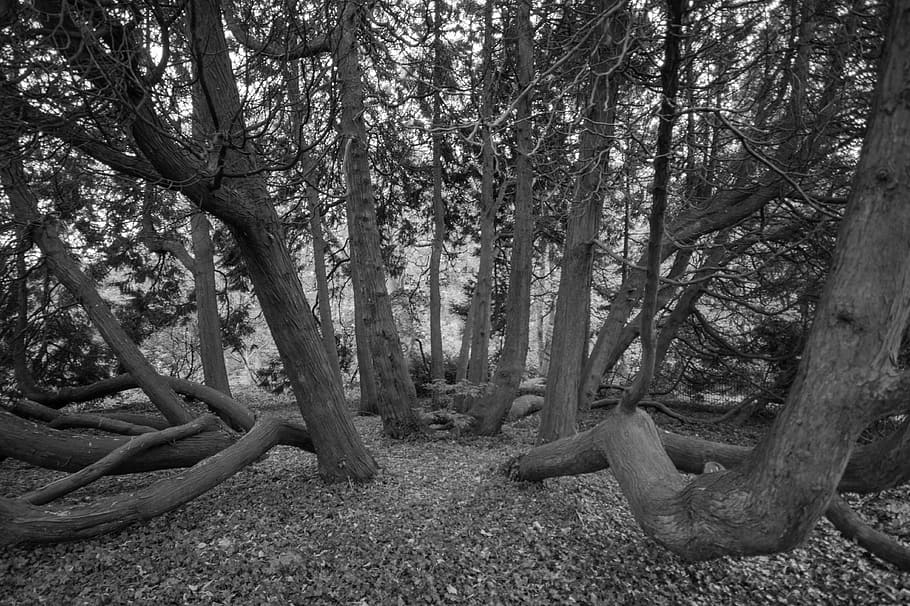 trees, black and white, nature, landscape, season, branch, dark HD wallpaper