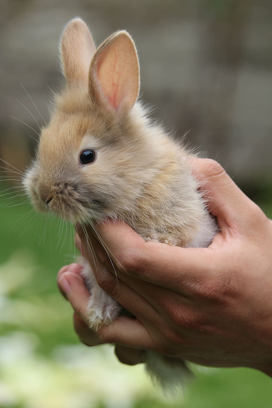selective focus photography of person holding brown rabbit HD wallpaper
