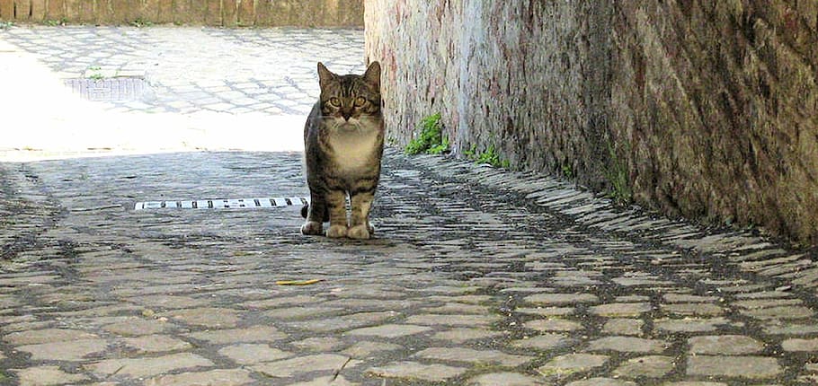 Alley Cat, Rome, Stray Cat, Italy, one animal, animal themes, HD wallpaper