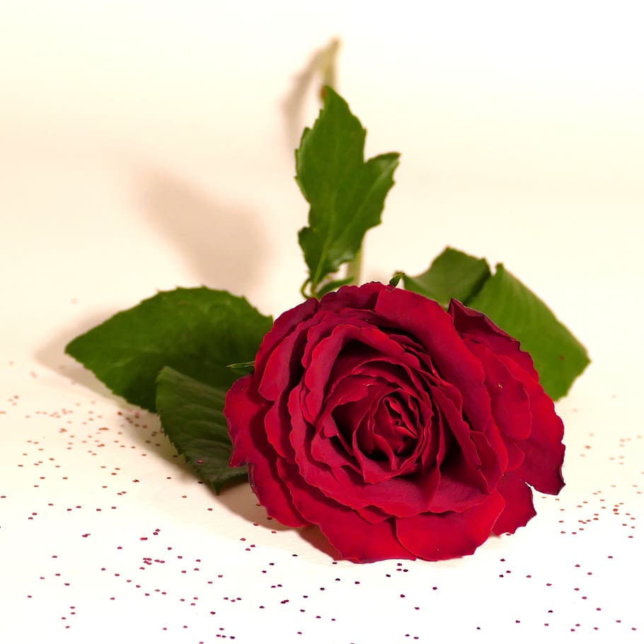 rose, red rose, blossom, bloom, flower, rose bloom, romantic HD wallpaper