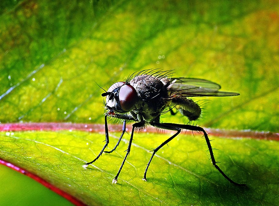 mucha, insect, macro, nature, garden, closeup, leaf, invertebrate HD wallpaper