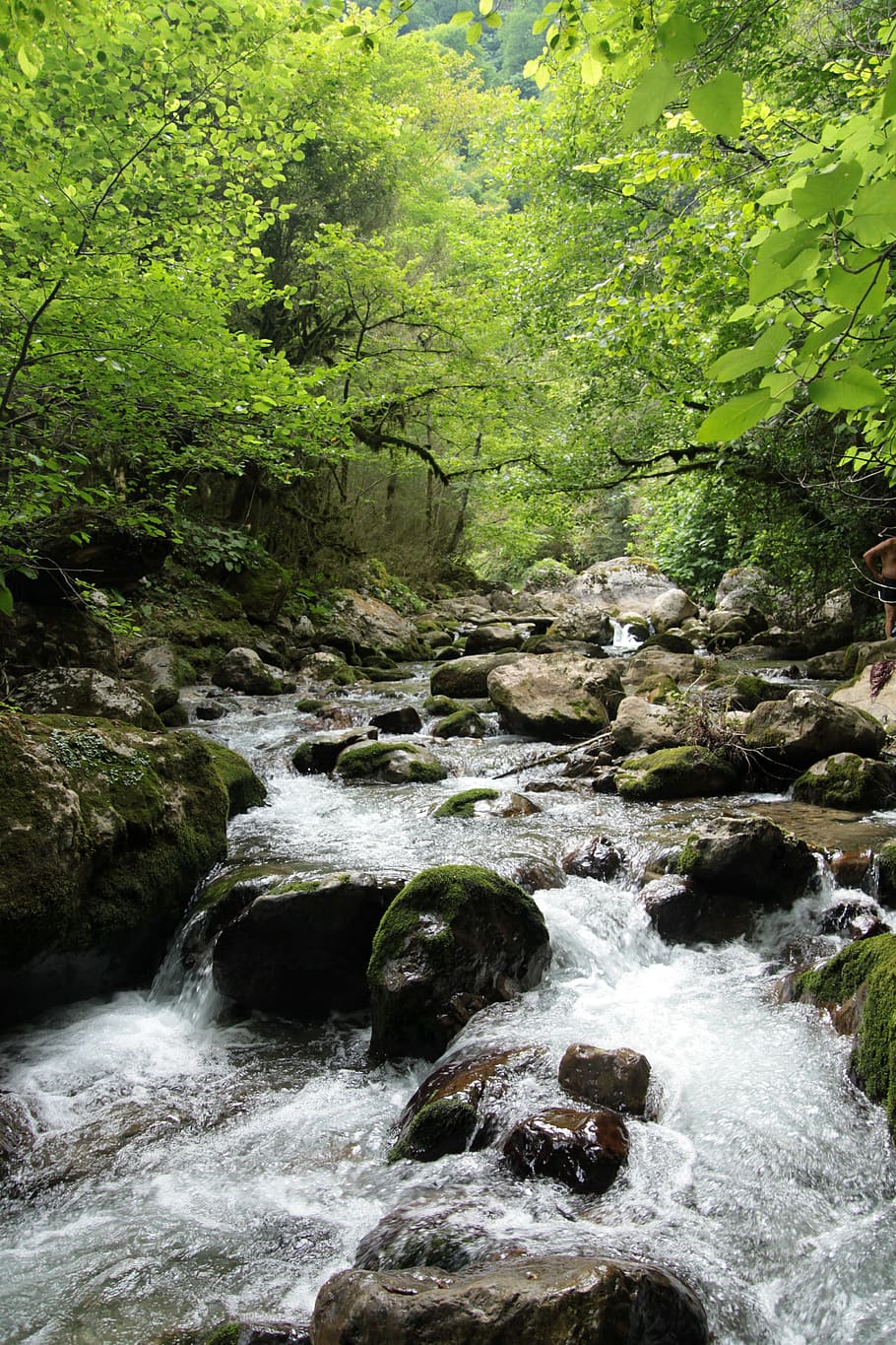 Nature, Forest, Light, Trees, Plant, landscape, abkhazia, mountain river HD wallpaper