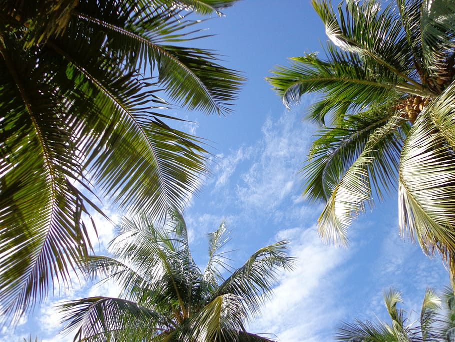 sky, beach, blue sky, nature, litoral, palm trees, tropical climate HD wallpaper