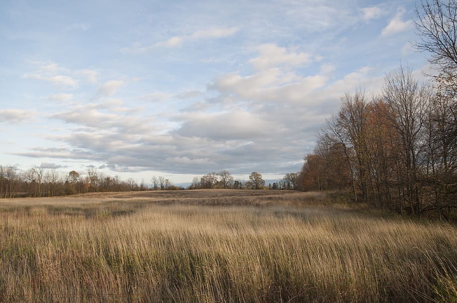 field, grass, tall grass, sky, blue, clouds, cloudy, horizon HD wallpaper