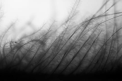 grayscale photography of grass field, shallow focus photography of black leather plants HD wallpaper