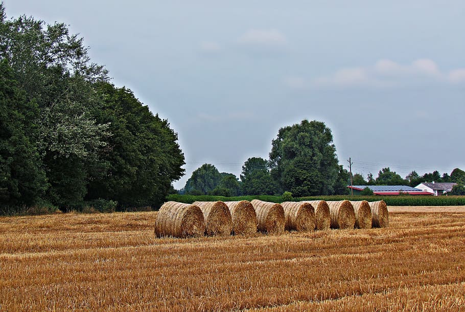 field, haymaking, grass, sunny, landscape, meadow, clouds, sky HD wallpaper