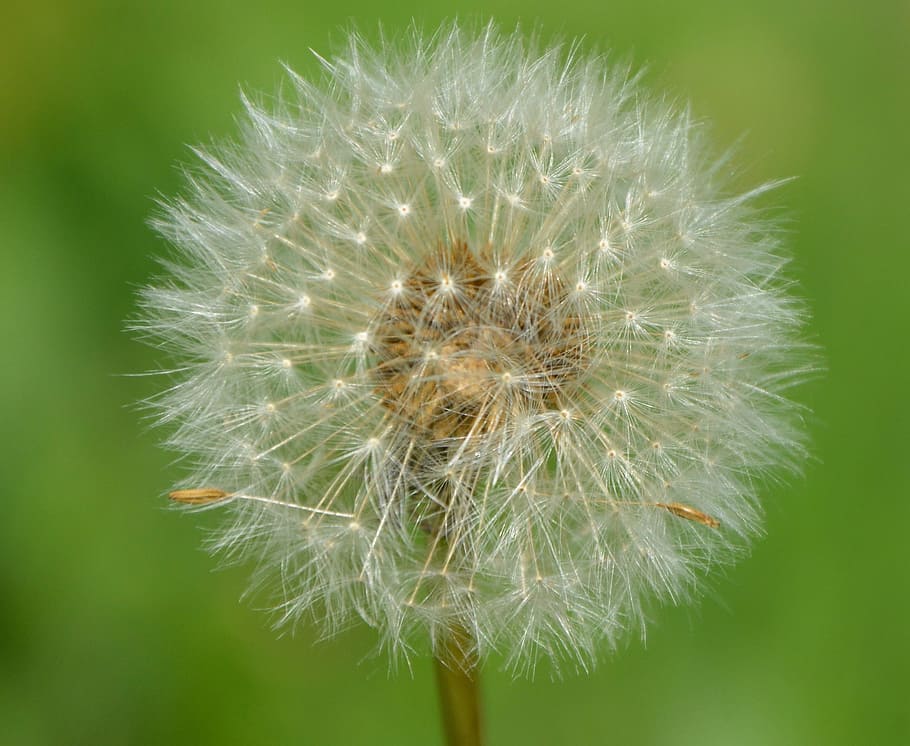 dandelion, fruit egret, nature, flower, plant, flowering plant HD wallpaper