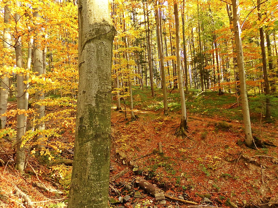 forest, autumn, tree, landscape, foliage, konary, nature, beautiful landscape HD wallpaper