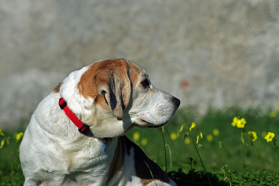 beagle, dog, snuff, hound, friend, elderly, old, portrait, nose HD wallpaper