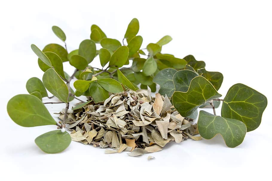 leaf, flora, herb, herbal, food, plant part, white background HD wallpaper