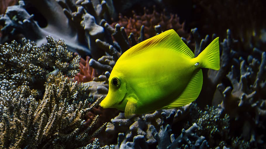 underwater photography of green fish on coral, hawaii doctor fish