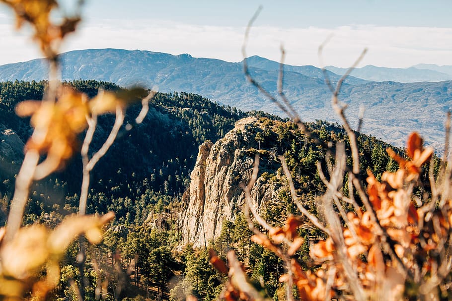 selective focus landscape photography of mountain filled with trees, orange leaves beside green leafed plant HD wallpaper