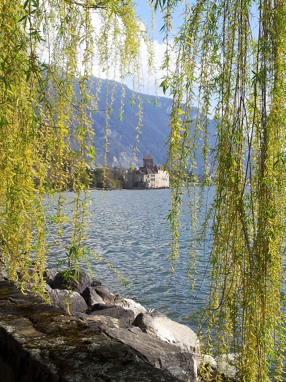 landscape, lake, castle, tree, water, plant, beauty in nature HD wallpaper