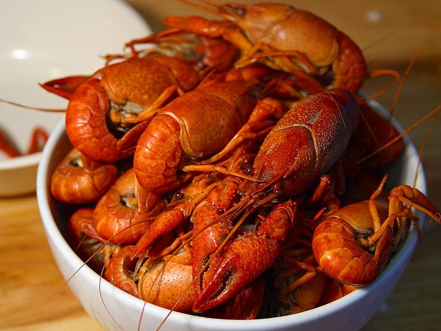 lobster, crawfish, shear, orange, red, eyes, body, animal, cancer, HD wallpaper