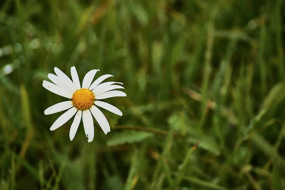 daisies, grass, blossom, bloom, white, flower, summer, nature HD wallpaper