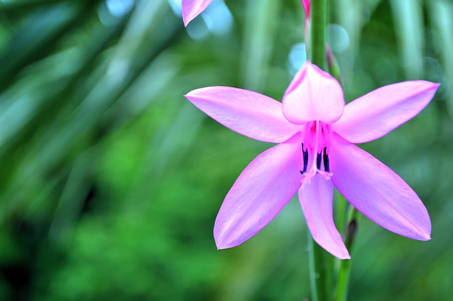 flower, close up, flowering, macro, violet, plant, flowering branch HD wallpaper