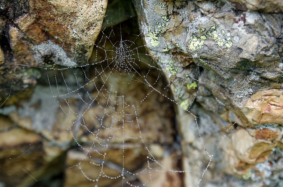 Kennedy, Spider, Network, Water, Drops, nature, life, web, spider's nest HD wallpaper
