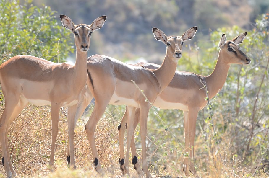 impala, wildlife, africa, antelope, safari, kruger, nature, HD wallpaper