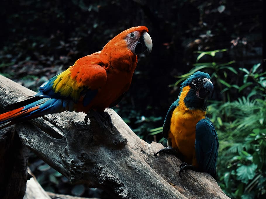 Parrots, two orange and blue macaws, bird, tropical, log, tree HD wallpaper