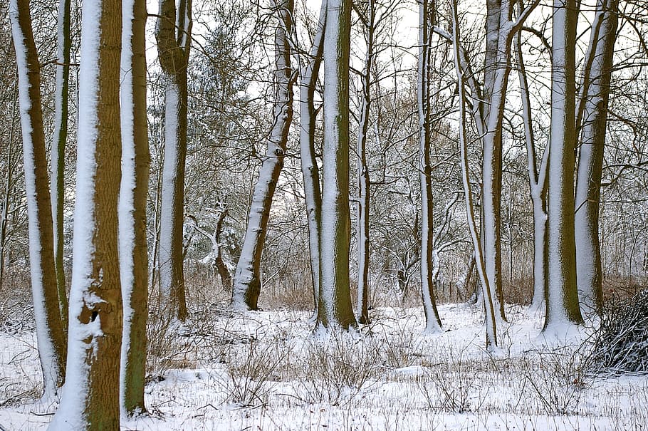 brown trees covered with snow, forest, winter, wintry, nature HD wallpaper